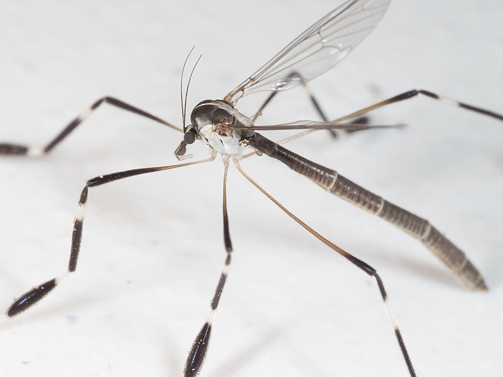 Eastern Phantom Crane Fly