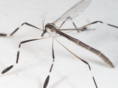 Bittacomorpha clavipes