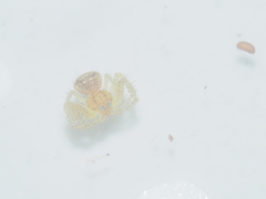 Thomisidae
