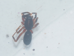 Oedignatha scrobiculata