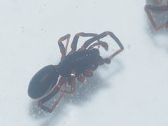 Oedignatha scrobiculata