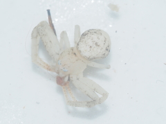 Thomisidae