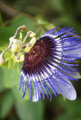 Passiflora amethystina