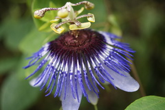 Passiflora amethystina