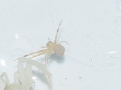 Thomisidae
