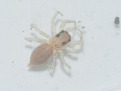 Phintelloides versicolor