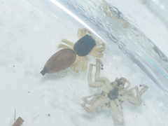 Salticidae