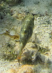 Canthigaster margaritata