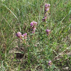 Lespedeza stuevei