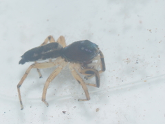 Cosmophasis thalassina