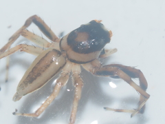 Phintelloides versicolor