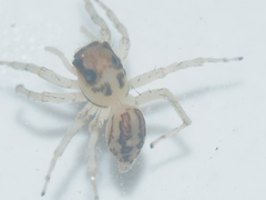 Phintelloides versicolor