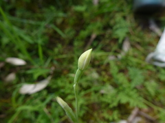 Thelymitra albiflora