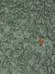 Caladonus coquilletti