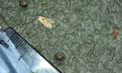 Caladonus coquilletti