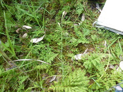 Thelymitra albiflora