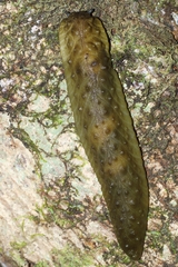 Athoracophorus papillatus