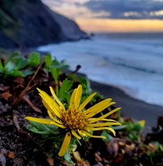Grindelia stricta stricta