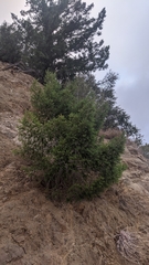 Pseudotsuga macrocarpa