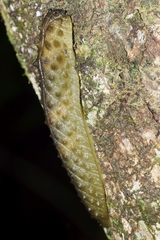 Athoracophorus papillatus