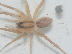 Lycosidae