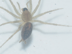 Lycosidae