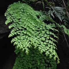 Adiantum concinnum