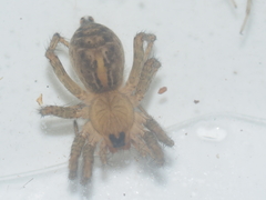 Lycosidae