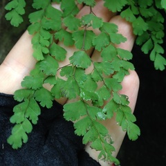 Adiantum concinnum