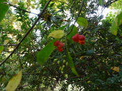 Euonymus oxyphyllus