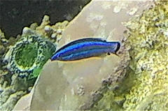 Larabicus quadrilineatus