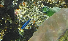 Larabicus quadrilineatus