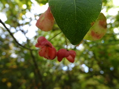 Euonymus oxyphyllus