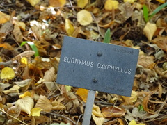Euonymus oxyphyllus