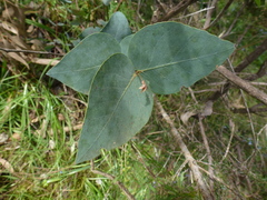 Eucalyptus leucoxylon leucoxylon