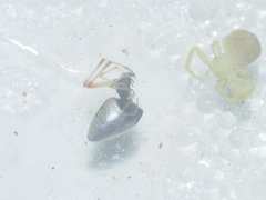 Argyrodes argentatus