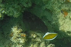 Sufflamen albicaudatum