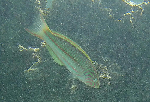 Klunzinger's Wrasse (Thalassoma rueppellii)