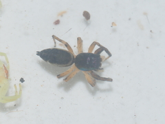 Cosmophasis thalassina