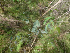 Eucalyptus leucoxylon leucoxylon