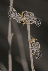 Megachile lucidiventris