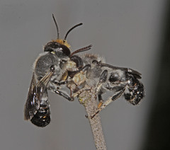 Megachile lucidiventris