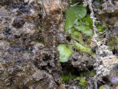 Austrolimnophila argus