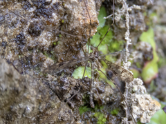 Austrolimnophila argus