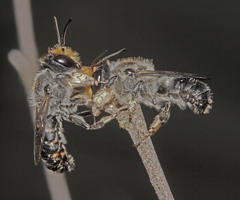 Megachile lucidiventris