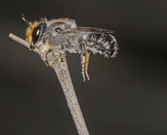 Megachile lucidiventris