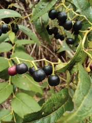 Gaultheria leucocarpa