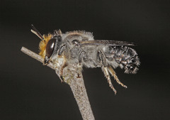Megachile lucidiventris