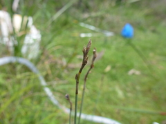 Machaerina juncea