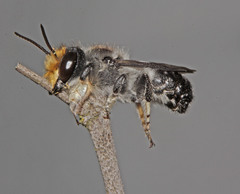 Megachile lucidiventris